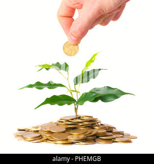 Grüner Baum wächst aus der Münzen Stockfoto