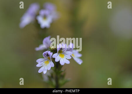 Euphrasia frigida Stockfoto