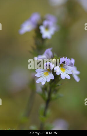 Euphrasia frigida Stockfoto