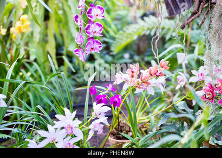 Vielen Orchideen im tropischen Garten Stockfoto