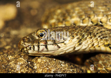 Detail der Würfelnatter (Natrix tessellata) Stockfoto