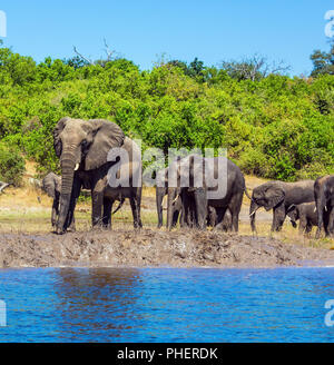 Elefanten sind am Ufer des Flusses entfernt Stockfoto