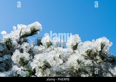 Tannennadeln im Winter gefroren Stockfoto