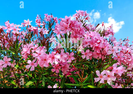 Schöne rosa blühenden Oleander (Nerium oleander) mediterraner Vegetation in voller Blüte Stockfoto