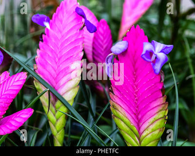 Tillandsia Cyanea (rosa Deckel) ist eine Pflanzenart aus der Gattung der blühende Pflanze, die in den Regenwäldern Ecuadors und Perus, wo es wächst auf Bäumen. Stockfoto