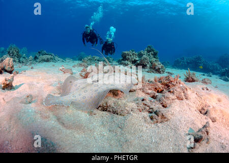 Taucher (MR) und ein Pfau Flunder, Bothus mancus, vor der Insel Lanai, Hawaii. Stockfoto