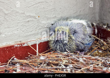 Baby Racing Pigeon im Nest auf dem Balkon eines Hauses. Stockfoto