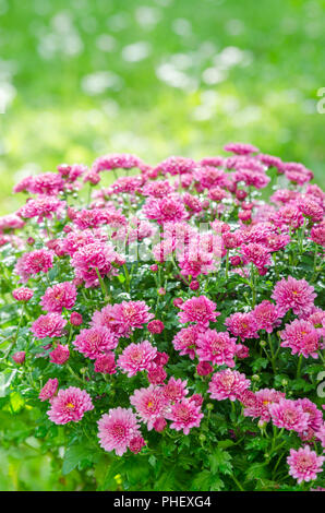 Schönes blühende rosa Chrysanthemen Busch im Garten Stockfoto