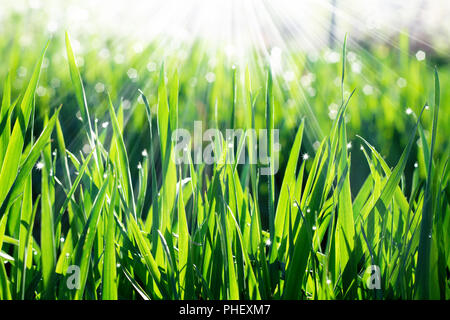 Gras in der Sonne Stockfoto