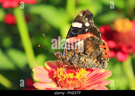 Makro von Schmetterling Vanessa atalanta Nektar sammeln auf die ZINNIA Stockfoto