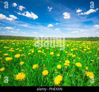 Gelbe Blumen Hügel unter blauem Himmel Stockfoto