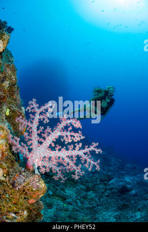 Diver (MR) und alcyonarian Coral, Fidschi. Stockfoto