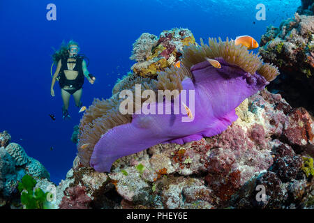 Diver (MR) und gemeinsame Anemonenfischen, Amphiprion perideraion, häufig gefunden mit der Anemone, Heteractis magnifica, wie hier dargestellt. Yap, Stockfoto