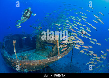 Ein Taucher (MR) und Schulbildung gelbflossenthun Meerbarben auf die KARTHAGISCHE, Lahaina Sehenswürdigkeiten, wie einem künstlichen Riff vor Lahaina, Maui, Hawaii im Dezember gesunken Stockfoto