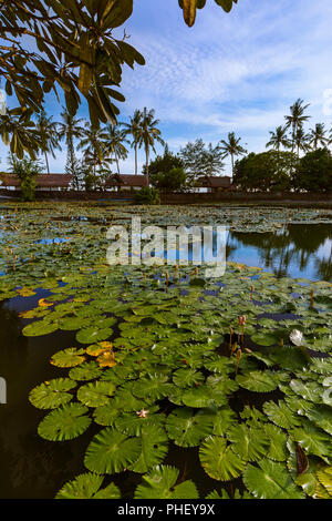 Teich in Candidasa - Bali Indonesien Stockfoto