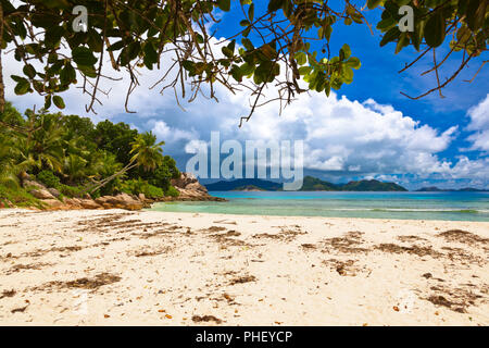 Palmen am tropischen Strand - Seychellen Stockfoto