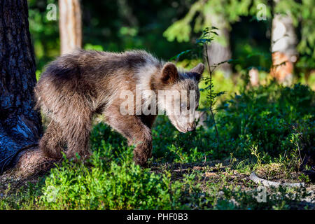 Brown bear Cub ist die Beobachtung umliegenden Wald. Stockfoto