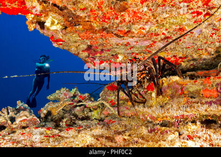 Diver (MR) und eine gebänderte Langusten, Panulirus marginatus, eine endemische Art, Hawaii. Stockfoto