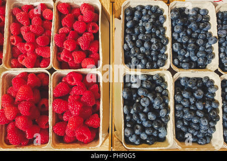 Von oben nach unten Blick auf Felder von roten und blauen bluebeeries raspbeeries Stockfoto