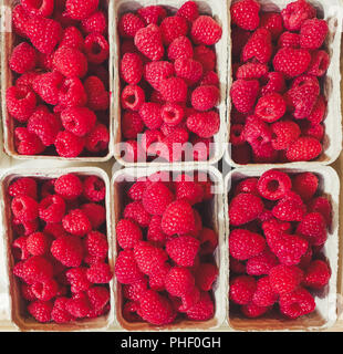 Von oben nach unten Blick auf Felder von Himbeeren Stockfoto
