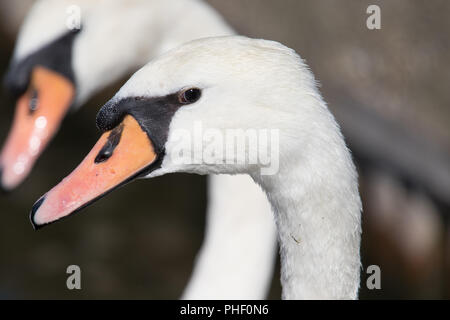 In der Nähe von einem Schwan Kopf Stockfoto
