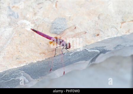 Violette Dropwing (Trithemis meistens) Stockfoto