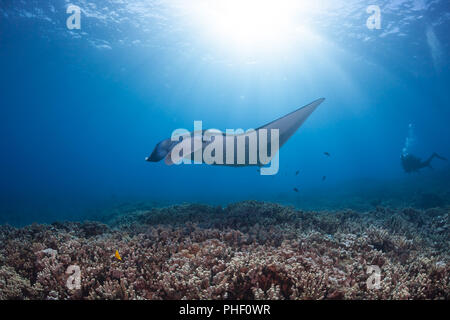 Ein Taucher beobachtet ein Riff Manta Manta alfredi, gleiten über einen flachen Korallenriff aus West Maui, Hawaii. Stockfoto