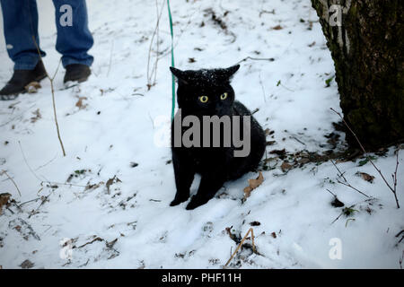 Wandern mit Schwarze Katze im frühen Winter City Park Stockfoto
