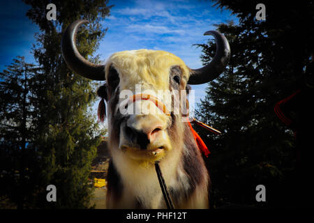 Yak in den Hügeln Stockfoto