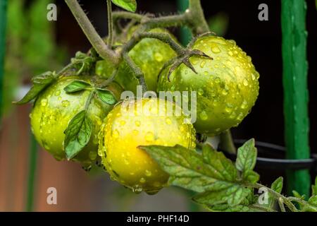 Umripe Tomaten nach Regen. Wassertropfen auf Tomaten im Garten. Unscharfer Hintergrund. Sommer Regen. Gemüseanbau Stockfoto