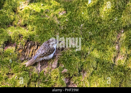 Treecreeper sitzen auf dem Moos Stockfoto