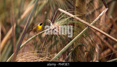 Gemeinsame yellowthroat warbler Geothlypis trichas Stockfoto