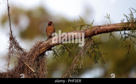 Frau Braun und Rot Northern cardinal bird Cardinalis cardinalis Stockfoto