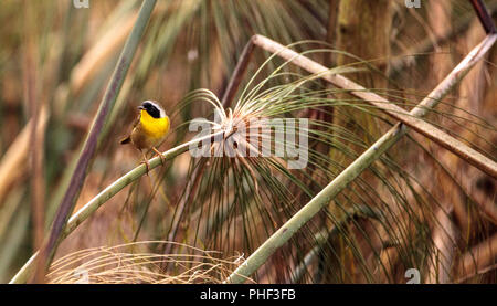 Gemeinsame yellowthroat warbler Geothlypis trichas Stockfoto