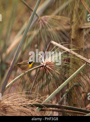 Gemeinsame yellowthroat warbler Geothlypis trichas Stockfoto