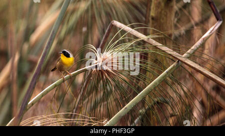 Gemeinsame yellowthroat warbler Geothlypis trichas Stockfoto