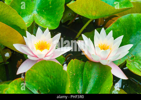 Weiße Blume-Water Lilly Stockfoto