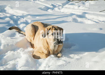 Spanische Mastiff in snowdrift Winter Tag kalt Stockfoto