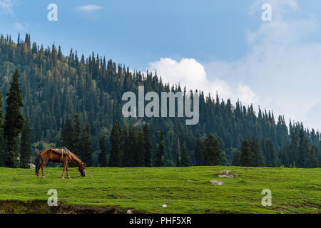 Die malerische Landschaft Landschaft, Pferde grasen Gras in der Wiese am Morgen Stockfoto