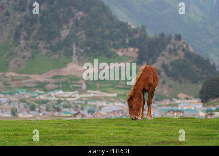 Pferd Weide Gras auf der Wiese mit ländlichen Stadt- und Bergblick in Sonamarg, Jammu und Kaschmir, Indien Stockfoto