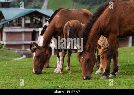 Gruppe der Pferde grasen Gras auf der Weide Feld Stockfoto