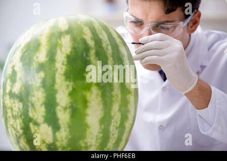 Wissenschaftler testen Wassermelone im Labor Stockfoto