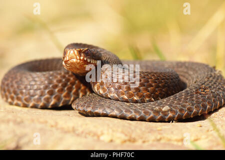 Volle Länge europäischen Kreuzotter (Vipera berus) Stockfoto