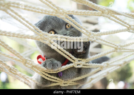 Nahaufnahme Portrait von Scottish Fold kitten Stockfoto