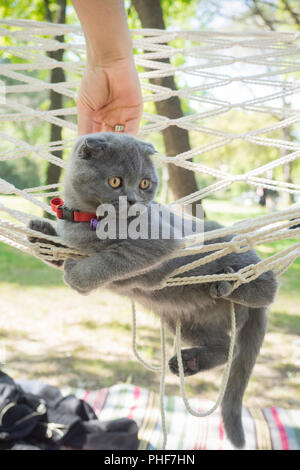 Nahaufnahme Portrait von Scottish Fold kitten Stockfoto
