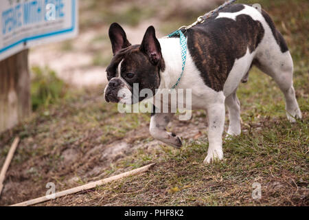 Schwarze und weiße Französische Bulldogge Spaziergänge an der Leine Stockfoto