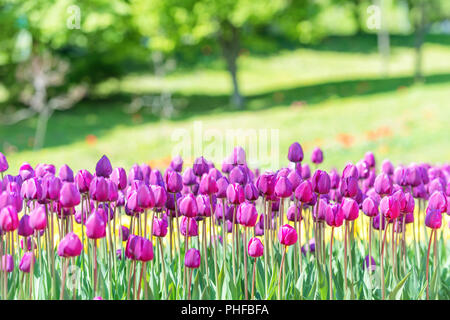 Der lila Tulpen Stockfoto