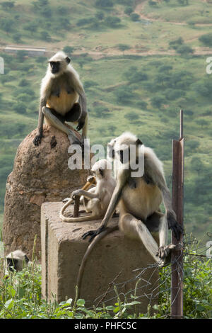 Northern Plains grau langur Affen (Semnopithecus Entellus) mit Kleinkindern in Pushkar, Indien Stockfoto