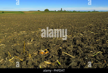 Mais Feld; Cornfield; Deutschland; Stockfoto