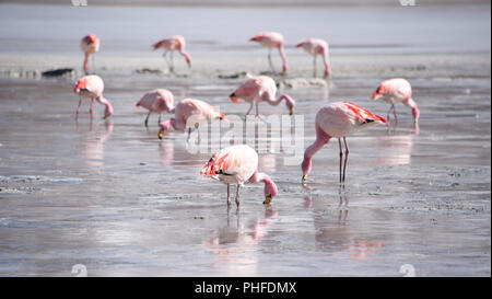 James's Flamingo (Phonenicoparrus Jamesi) Beweidung auf dem gefrorenen Wasser der Laguna Hedionda. Sud Lipez Provinz, Uyuni, Bolivien Stockfoto
